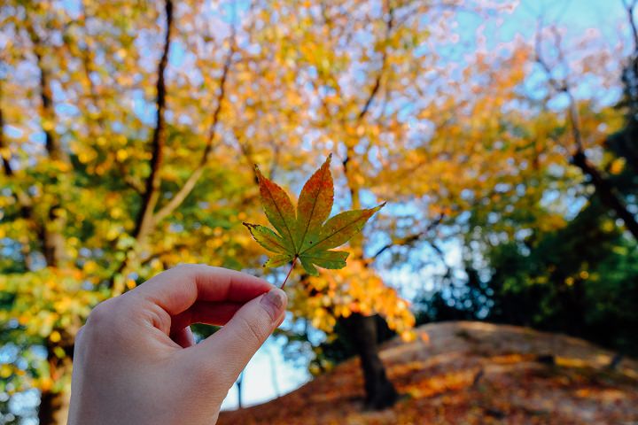 拾起散落在地面的一片枫叶,拿回家制成树叶标本也是别有一番风味的。