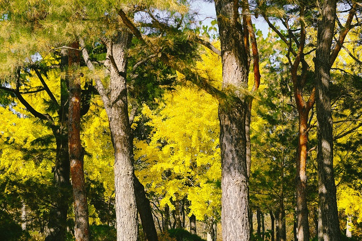 树木之间也是紧密联系,撑起一片美景。
