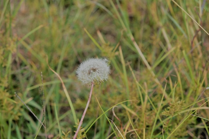 无意中发现的一颗蒲公英