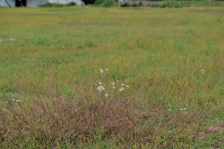 陵墓旁很是空旷