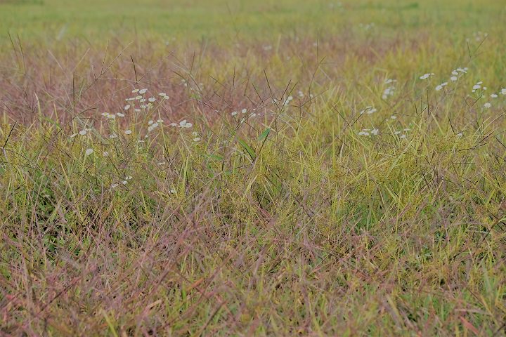 还有许多特别好看的紫芒,只是数目太少,凸显不了它的美
