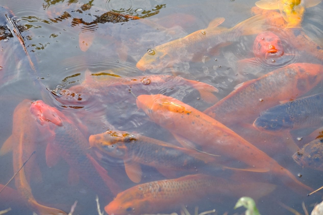 雁鸭池的池里养了许多漂亮的金鱼,沿着池边走它们也会跟随着你一起游。