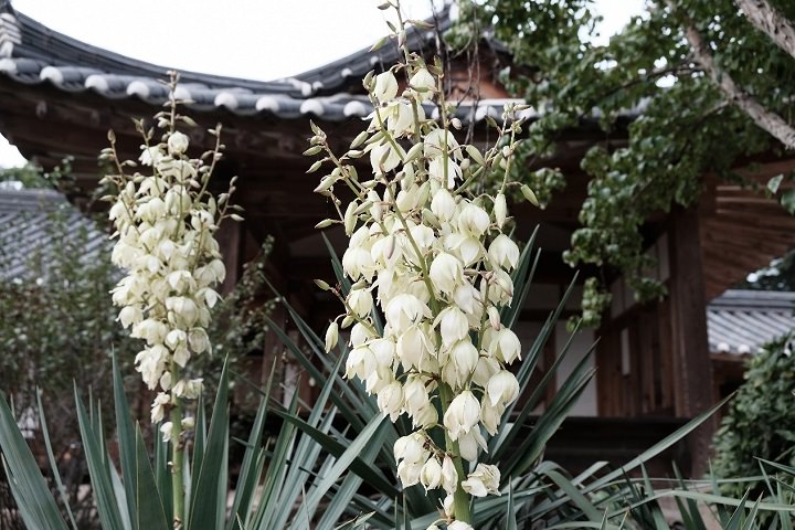 院落里也中了许多花花草草