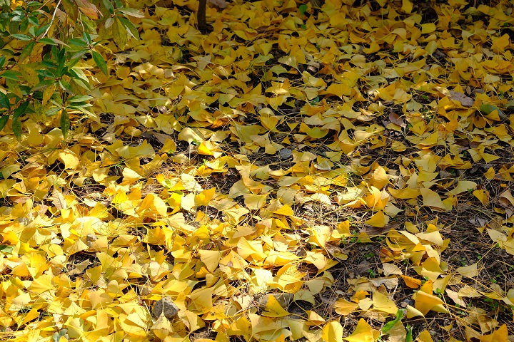 脚下都是散落着的银杏叶,不忍心踩上去。