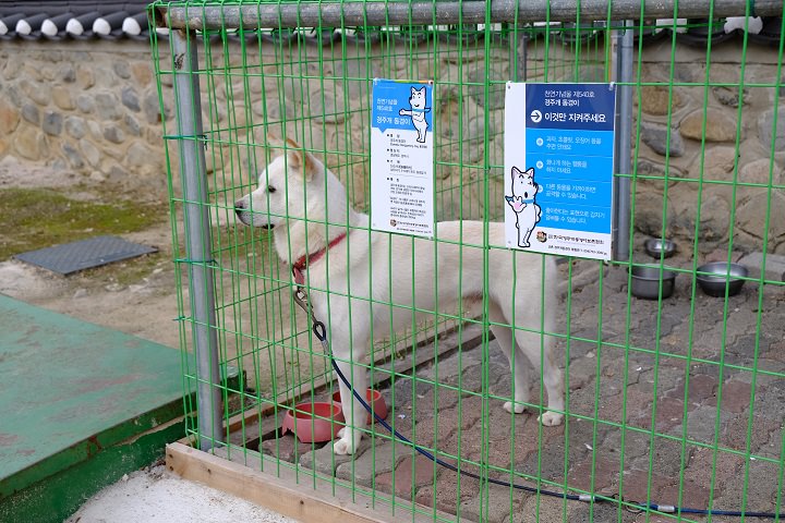 学校里养的一条可爱的护校神犬,应该是当时学生们上学下学的乐趣吧