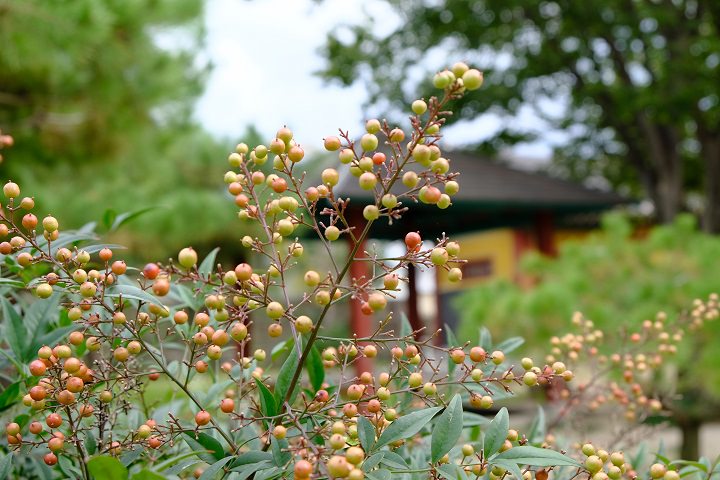 寺庙里的景色也是非常好的。