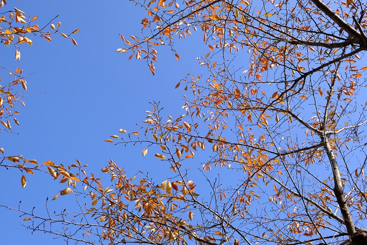 那天的天空很蓝,和树叶的颜色搭配的十分美丽