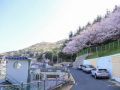 天马山天空展望台春天还有樱花环绕 ※照片提供：釜山市西区厅安全城市局创造城市科
