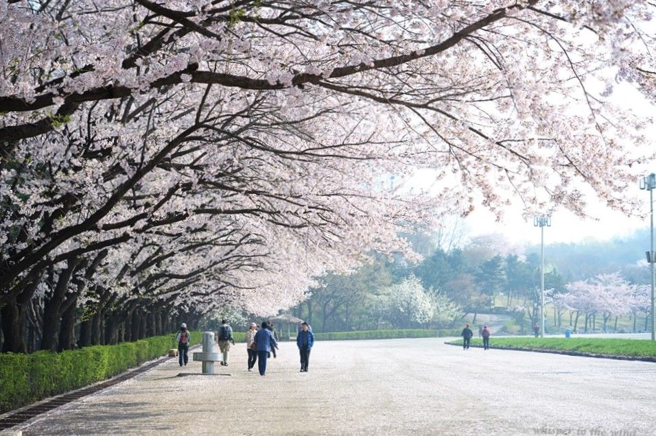 韩国樱花景点懒人包