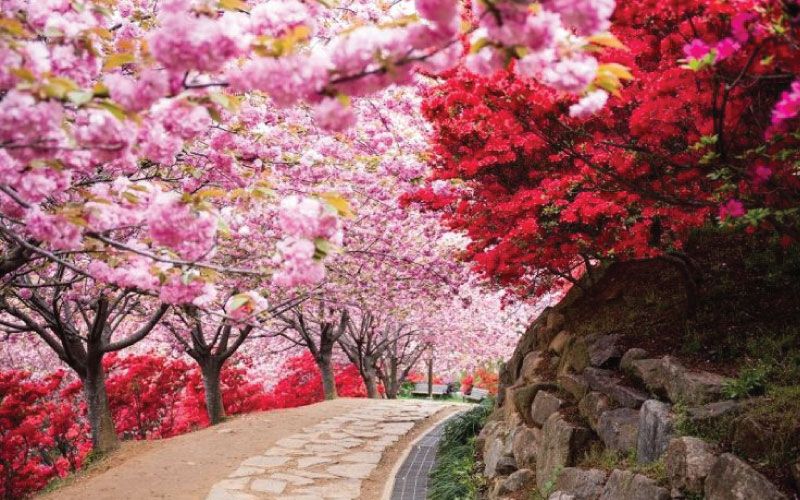 韩国樱花秘境-马耳山