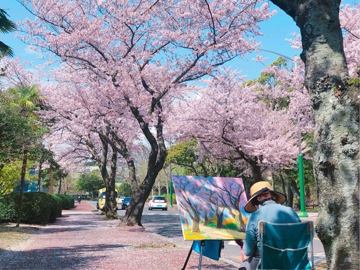 韩国樱花秘境-济州大学
