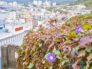 ※照片提供：江原道经济振兴院