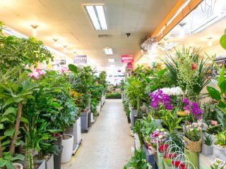 盆栽、观叶植物区