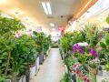 盆栽、观叶植物区