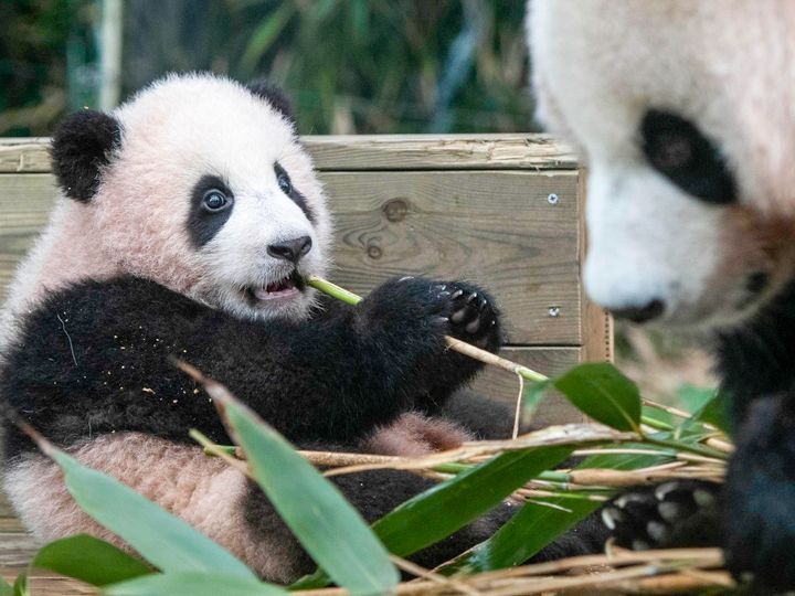 熊貓世界(Panda World)在韓國唯一能見到熊貓的機會,可愛的福寶就在這裏