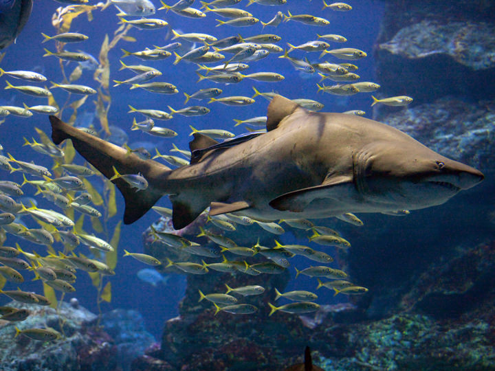 Sea Life釜山水族馆 韩国景点推荐 韩国旅游网 韩巢网 Sea Life釜山水族馆 韩国景点推荐 韩国旅游网 韩巢网