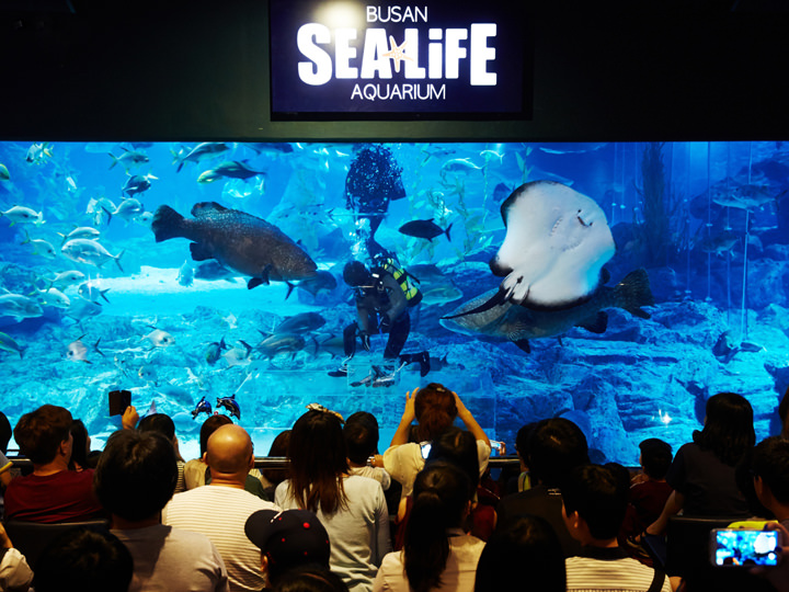 Sea Life釜山水族馆 韩国景点推荐 韩国旅游网 韩巢网 Sea Life釜山水族馆 韩国景点推荐 韩国旅游网 韩巢网