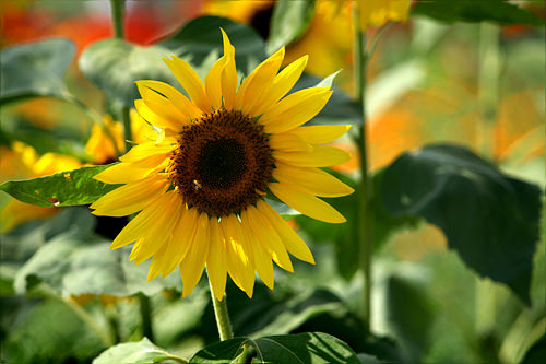 韩国的花 韩国文化与生活 韩国旅游网 韩巢网