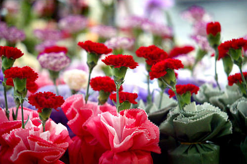 父母节时送父母的康乃馨