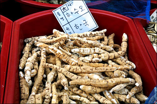 何首乌
600g 30,000韩元~