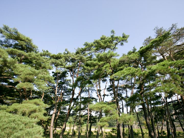 源于风水学而种植的松树林