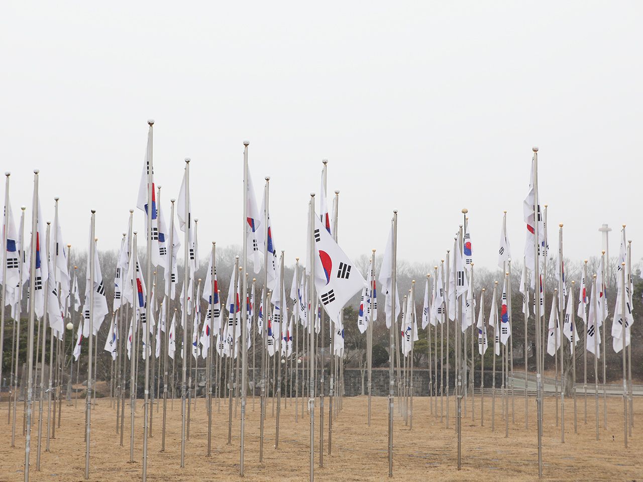 象征8月15日((光复节)的815面太极旗整齐排列着