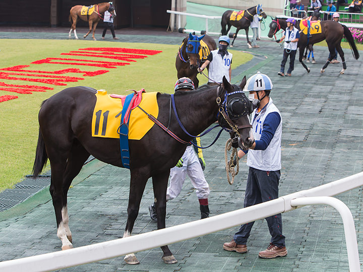 可以近距离看到马