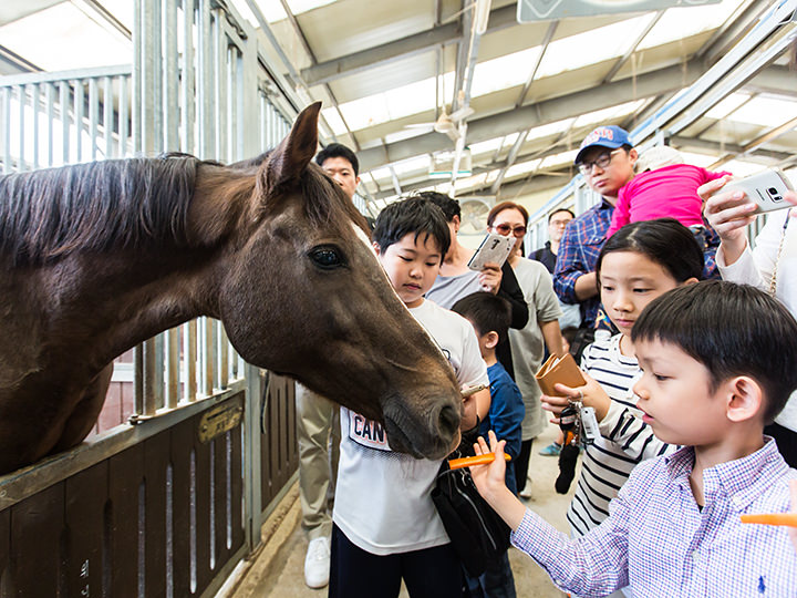 参观“小马之家”,给马喂食