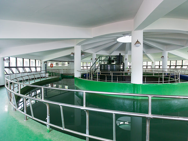 用来进行康复与体重管理的“马专用游泳池”