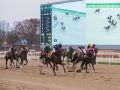 首尔和釜山用的赛马是英国纯种马，而济州赛马场用的是土种马济州马。