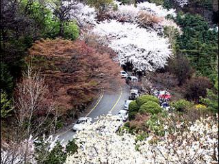 花季就陷入了一片花海