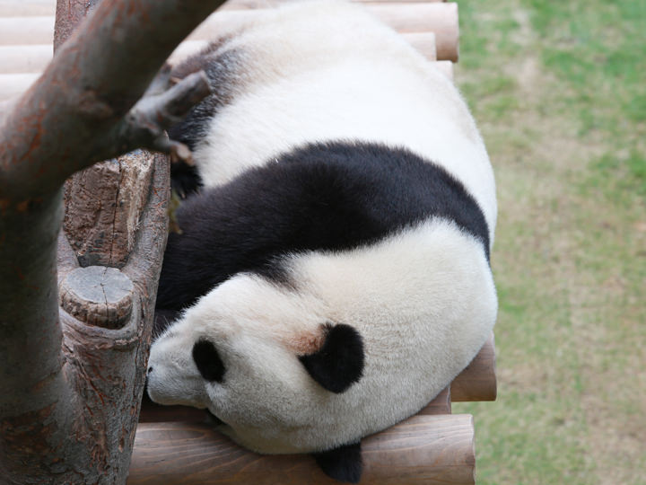正在休息的爱宝