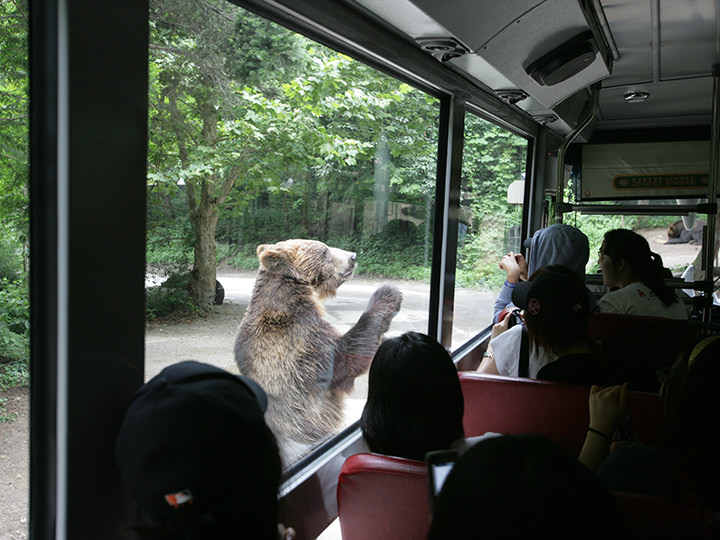 好奇而走近园内巴士的熊