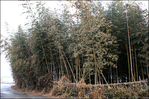 祖祖辈辈的竹林