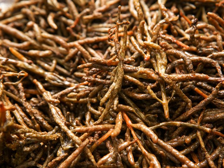 咸草富含多种矿物质