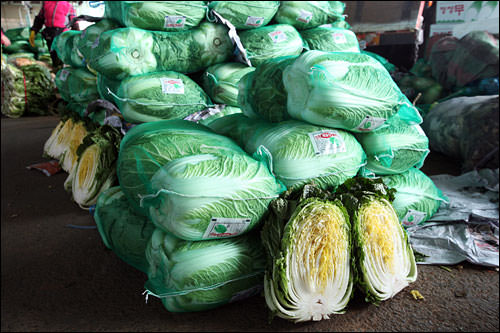 韩国的白菜具有水分少,吃起来香脆可口的特点。