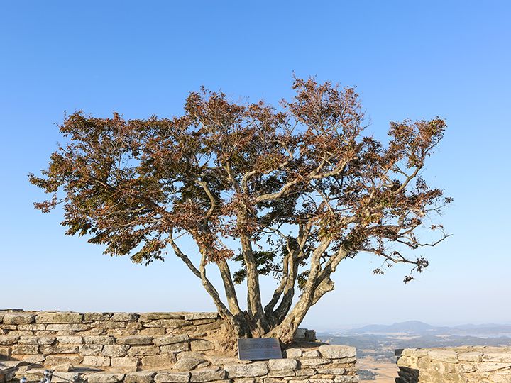 天然纪念物502号桑树