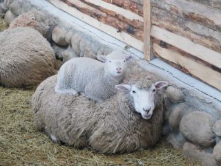 ※照片提供：大关岭羊群牧场