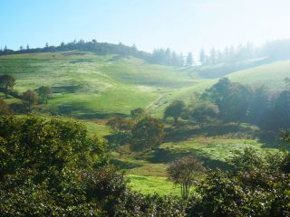 ※照片提供：大关岭羊群牧场