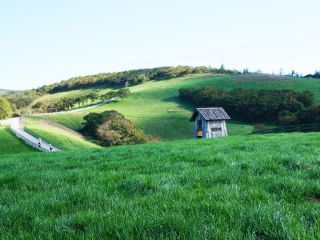 ※照片提供：大关岭羊群牧场