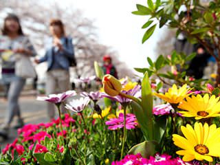 鲜花盛开宣告着春天的到来
