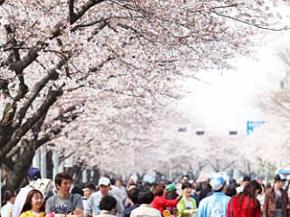 游客不仅有韩国本地人，还有很多慕名而来的外国人