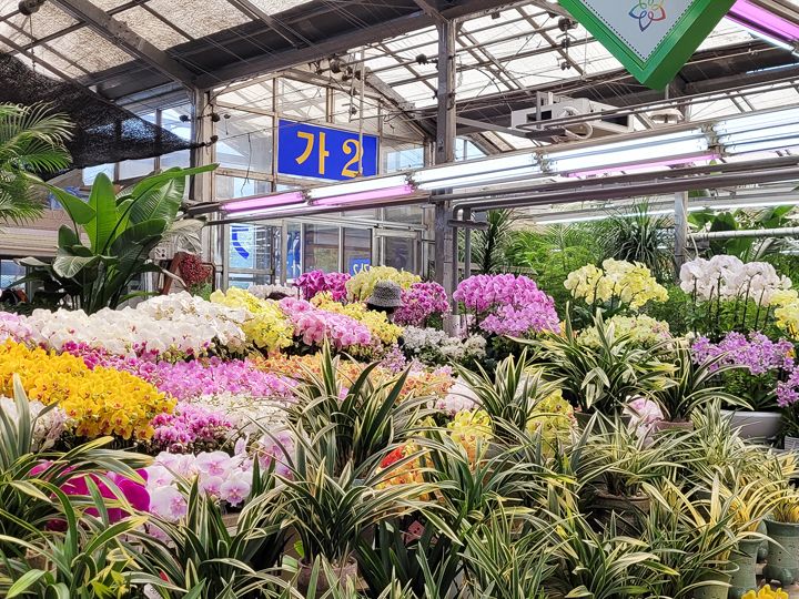 良才花市 韩国购物 韩国旅游网 韩巢网