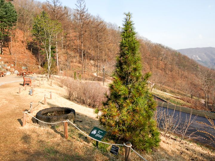 张根硕种的金钱松