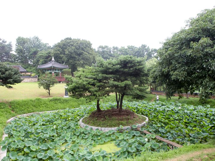 韩国荷花的首次栽培地——官谷地