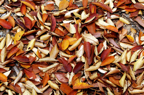 榉树叶
首尔市区最常见的榉树,树姿端庄,秋天时叶子先变为浅黄再变为褐红色。