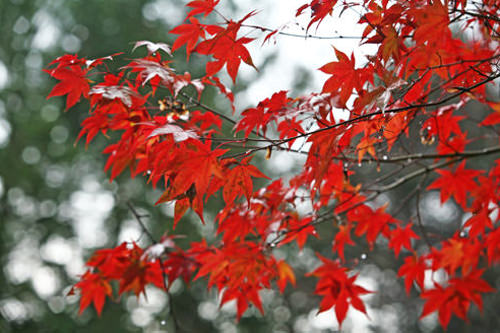 枫叶
枫叶能营造出大面积耀眼的红色,观赏价值较高。赏枫的最佳地点在古宫。