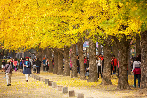 银杏叶
变色期和脱落期较早,和落叶同时掉下的还有带特殊气味的银杏果。