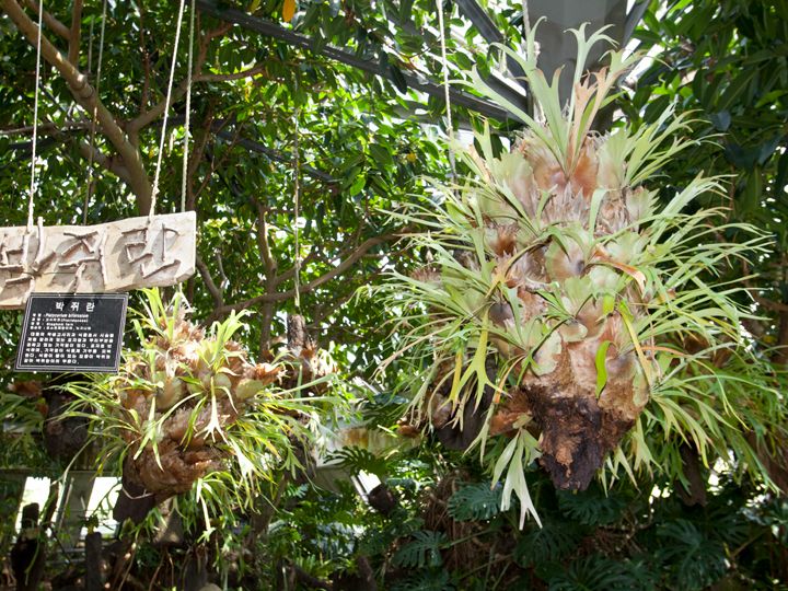 如美地植物园 韩国景点推荐 韩国旅游网 韩巢网