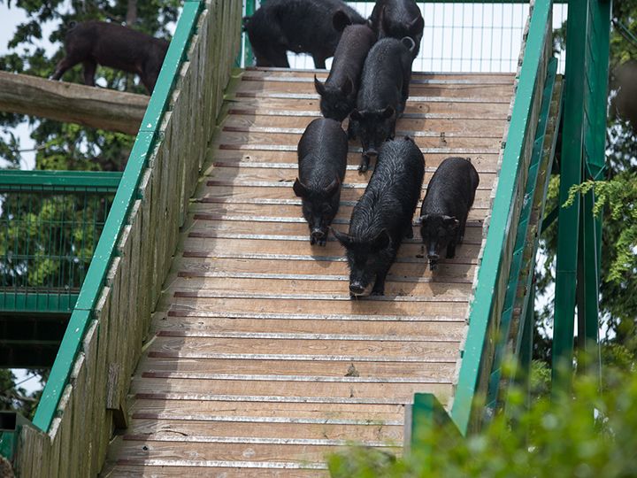 坡太陡,来个急刹车…